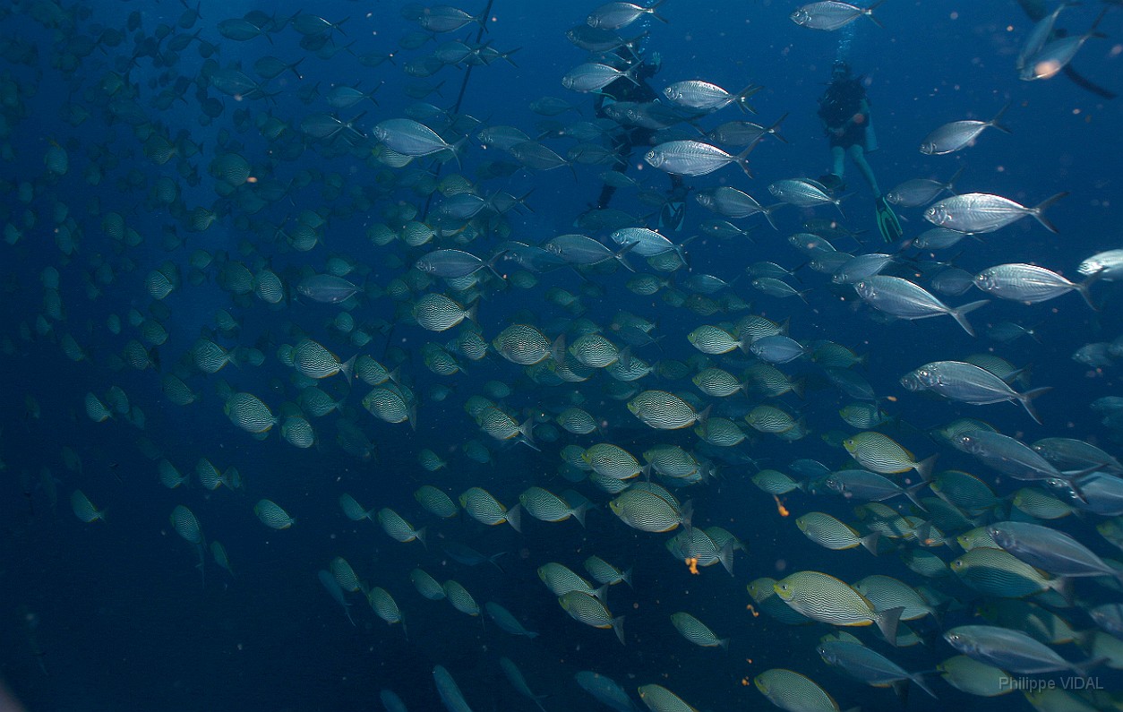 Thailand 2015 - Ko Tao - Poisson-lapin de Java - Siganus javus _IMG_3656_rc.jpg